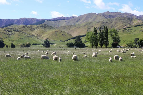 Schaf Neuseeland Sheep New Zealand Ovi — 스톡 사진
