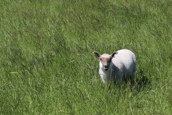 Schaf Neuseeland Oveja Nueva Zelanda Ovi —  Fotos de Stock