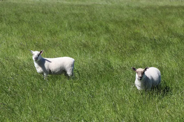 Schaf Neuseeland Sheep New Zealand Ovi — стокове фото