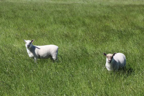 Schaf Neuseeland Sheep Nova Zelândia Ovi — Fotografia de Stock