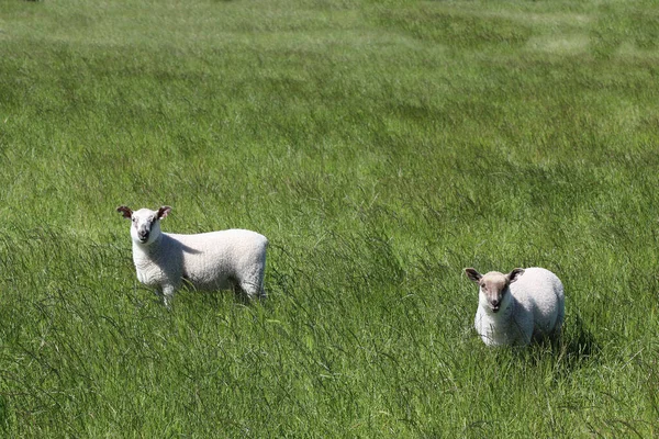 Schaf Neuseeland Oveja Nueva Zelanda Ovi —  Fotos de Stock