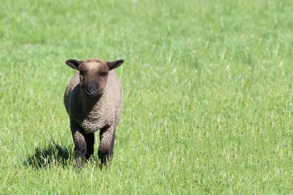 Schaf Suffolk Coopworth Kreuzung Suffolk Coopworth Sheep Ovis — 스톡 사진