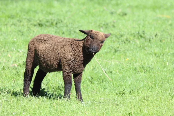 Schaf Suffolk Coopworth Kreuzung Suffolk Πρόβατα Coopworth Ovis — Φωτογραφία Αρχείου