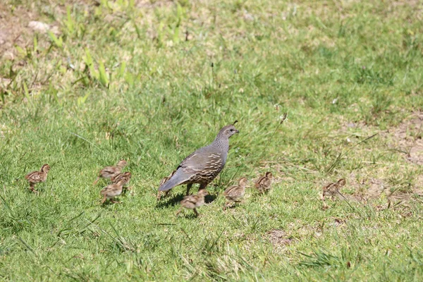 Schopfwachtel California Quail California Valley Quail Callipepla Californica — Stock Photo, Image