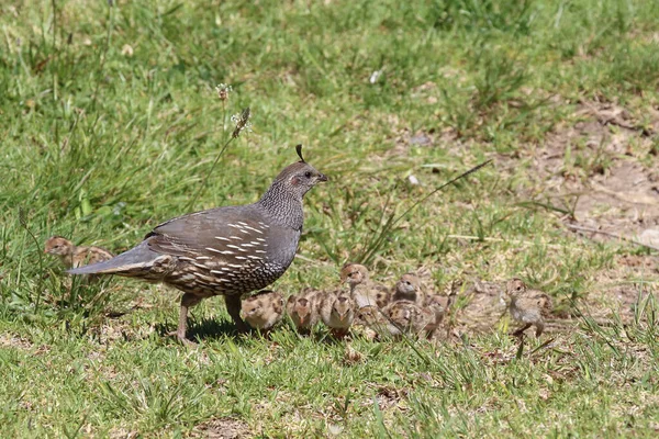 Schopfwachtel California Quail或California Valley Quail Callipepla Californica — 图库照片