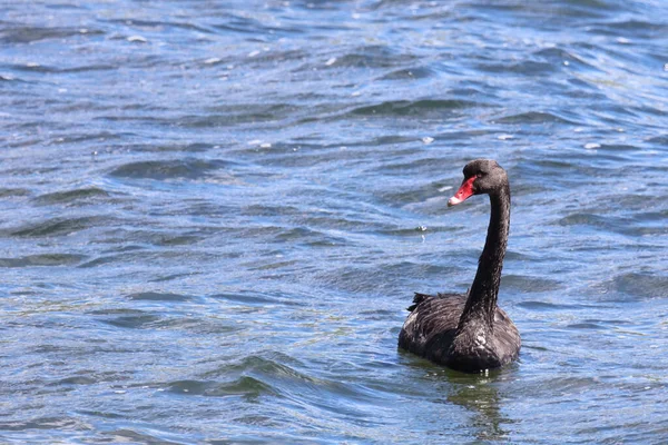 Schwarzer Schwan Oder Trauerschwan Black Swan Cygnus Atratus — Stock Photo, Image