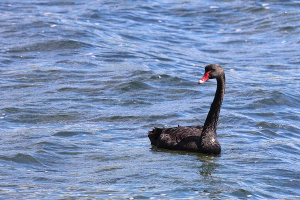 Schwarzer Schwan Oder Trauerschwan Black Swan Cygnus Atratus — Stockfoto