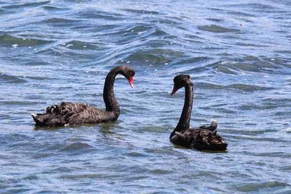 Schwarzer Schwan Oder Trauerschwan Black Swan Cygnus Atratus — Stockfoto