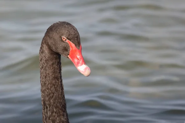 Schwarzer Schwan Oder Trauerschwan Black Swan Cygnus Atratus — Stok fotoğraf