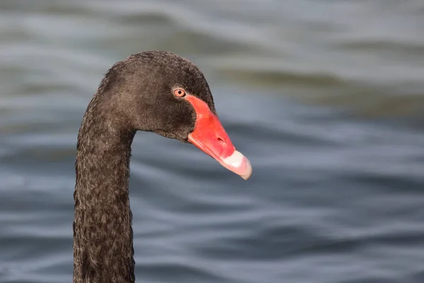 シュヴァルツァー シュワン オーダー Trauerschwan Black Swan Cygnus Atratus — ストック写真