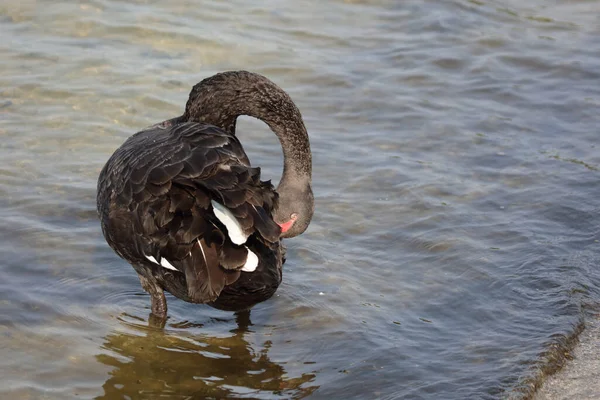 Schwarzer Schwan Oder Trauerschwan Black Swan Cygnus Atratus — Stockfoto