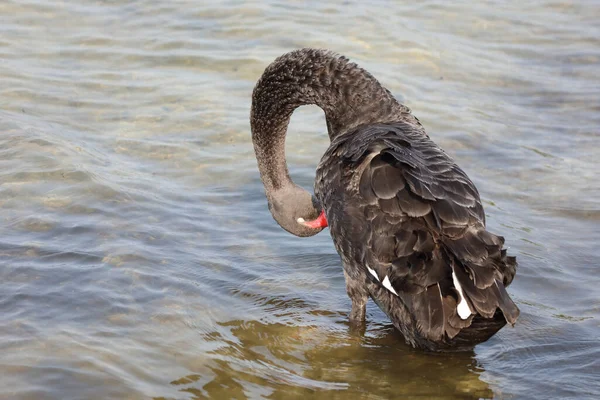 Schwarzer Schwan Oder Trauerschwan Black Swan Cygnus Atratus — Stock Photo, Image