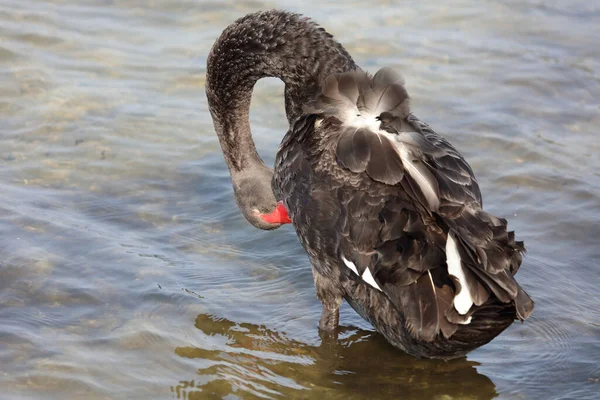 Schwarzer Schwan Oder Trauerschwan Black Swan Cygnus Atratus — Stok fotoğraf