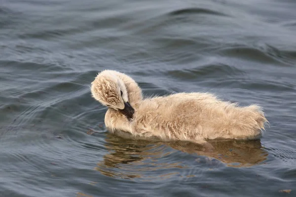 Schwarzer Schwan Oder Trauerschwan Cigno Nero Cygnus Atratus — Foto Stock