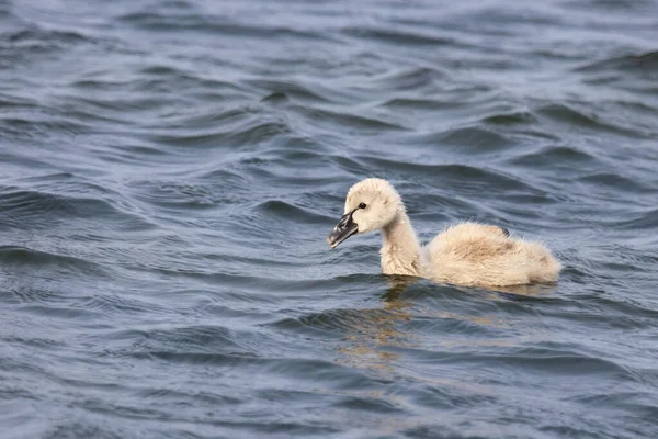 Schwarzer Schwan Oder Trauerschwan Cisne Negro Cygnus Atratus — Fotografia de Stock