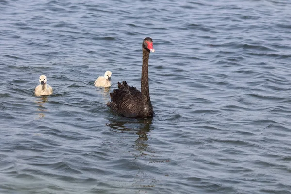 Schwarzer Schwan Oder Trauerschwan Black Swan Cygnus Atratus — Stok fotoğraf