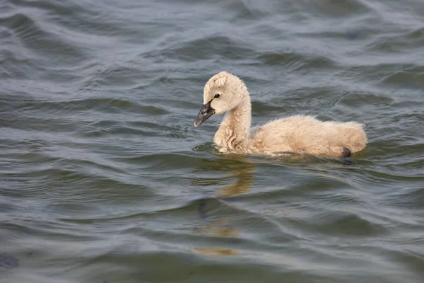 Schwarzer Schwan Oder Trauerschwan Black Swan Cygnus Atratus — Stock Photo, Image