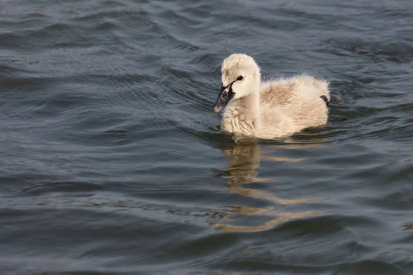 Schwarzer Schwan Oder Trauerschwan Cygnus Atratus — Stockfoto