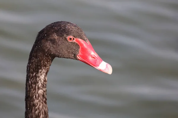 シュヴァルツァー シュワン オーダー Trauerschwan Black Swan Cygnus Atratus — ストック写真