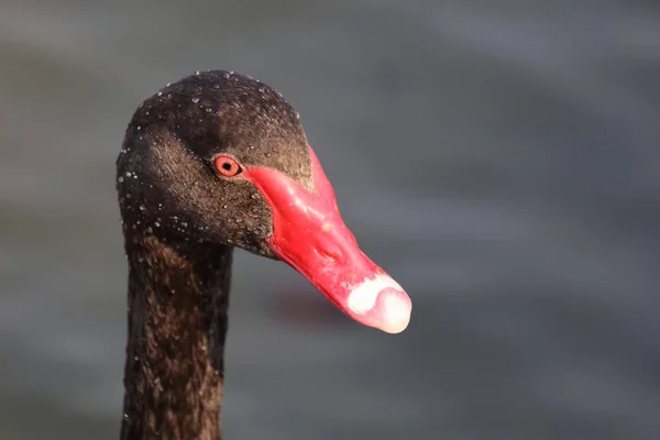 Schwarzer Schwan Oder Trauerschwan Black Swan Cygnus Atratus — Stok fotoğraf