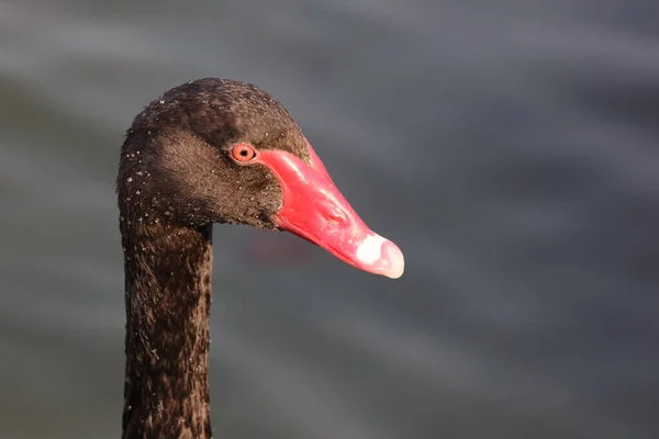 Schwarzer Schwan Oder Trauerschwan Black Swan Cygnus Atratus — Stok fotoğraf