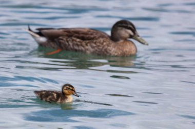 Stockente / Mallard / Anas platyrhynchos