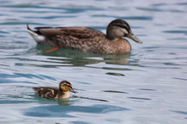 Stockente Mallard Anas Platyrhynchos — Stockfoto