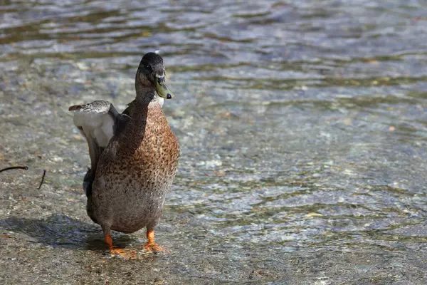 Stockente Mallard Anas Platyrhynchos — Stockfoto