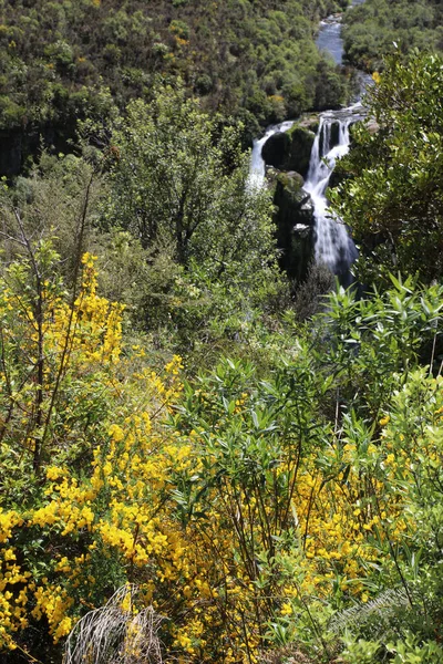 Waipunga Wasserfall Waipunga Falls — Stock Photo, Image