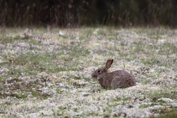 Wildkaninchen Wild Rabbit Oryctolagus Cuniculus — Stock Photo, Image