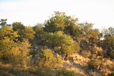 Afrikanischer Busch / African Bush /