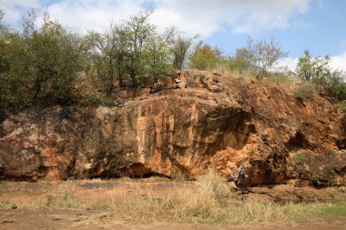 Afrikanischer Busch / African Bush /