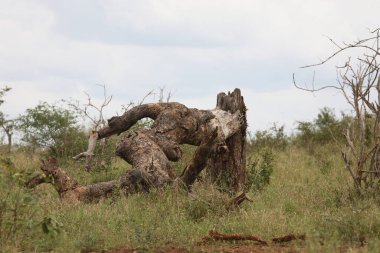 Afrikanischer Busch / African Bush /