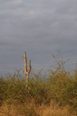 Afrikanischer Busch / African Bush /