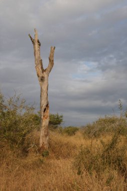 Afrikanischer Busch / African Bush /