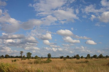 Afrikanischer Busch / African Bush /