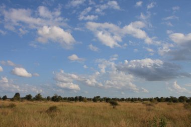 Afrikanischer Busch / African Bush /