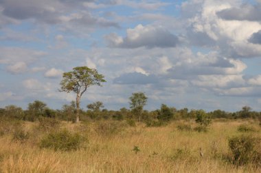 Afrikanischer Busch / African Bush /