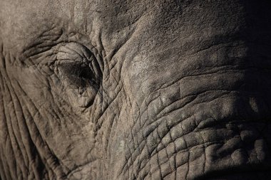 Afrikanischer Elefant / African elephant / Loxodonta africana