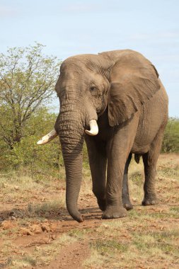 Afrikanischer Elefant / African elephant / Loxodonta africana