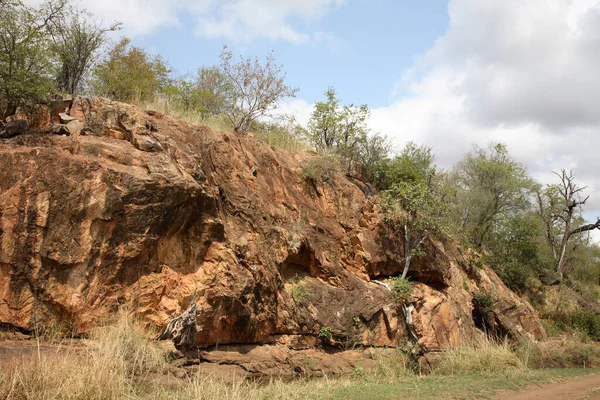 Afrikanischer Busch African Bush — Stock Photo, Image