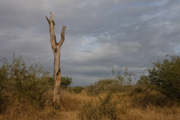 Afrikanischer Busch African Bush — Zdjęcie stockowe