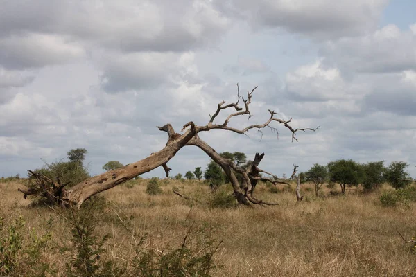 Afrikanischer Busch African Bush — Zdjęcie stockowe