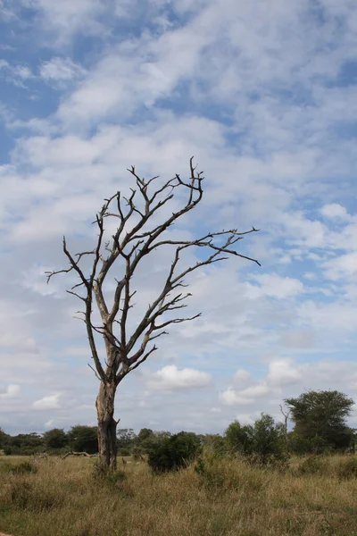 Afrikanischer Busch African Bush — Zdjęcie stockowe