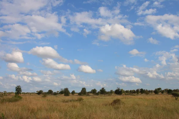 Afrikanischer Busch African Bush — Stockfoto