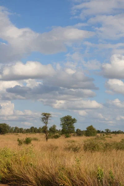 Afrikanischer Busch African Bush — Zdjęcie stockowe