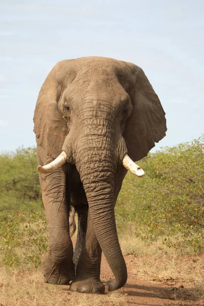 Afrikanischer Elefant African Elephant Loxodonta Africana — Fotografia de Stock