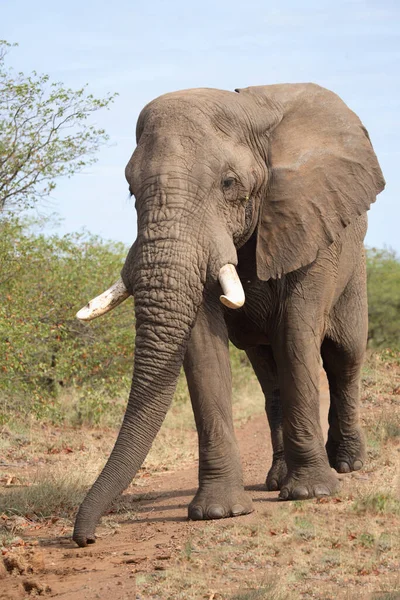 Afrikanischer Elefant African Elephant Loxodonta Africana — Stok fotoğraf