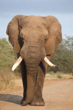 Afrikanischer Elefant / African elephant / Loxodonta africana