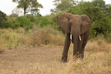 Afrikanischer Elefant / African elephant / Loxodonta africana